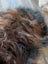 A plush multicolored icelandic sheepskin rug in dark rusty brown and gray tones made of soft wool icelandic fibers