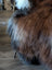 A plush 57 by 40 inch massive natural dark rusty icelandic sheepskin throw in rich brown gray wool icelandic tones