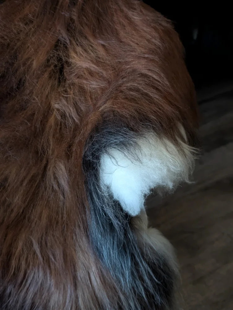 A fluffy brown and white dog tail on the back side of a fall 12 57 x 40 massive natural dark rusty wool icelandic sheepskin