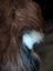 A fluffy brown and white dog tail on the back side of a fall 12 57 x 40 massive natural dark rusty wool icelandic sheepskin
