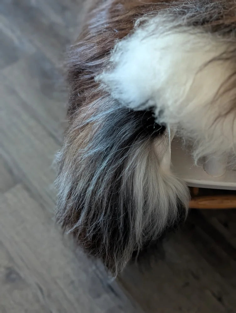 A fluffy long-haired dog with brown black and white fur on a fall12 57 x 40 inch massive natural dark rusty icelandic sheepskin