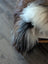 A fluffy long-haired dog with brown black and white fur on a fall12 57 x 40 inch massive natural dark rusty icelandic sheepskin