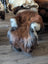 A plush stool covered in multi-toned brown and white wool icelandic sheepskin with soft fluffy texture