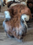 A plush brown and white wool icelandic faux fur coat with a soft fluffy texture from fall12 collection