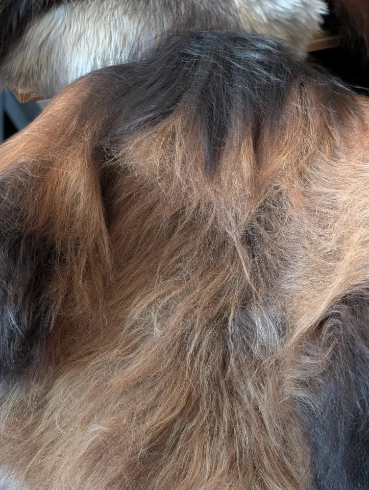 A fluffy long-haired dog with brown and black fur lying on a massive natural dark rusty icelandic sheepskin rug