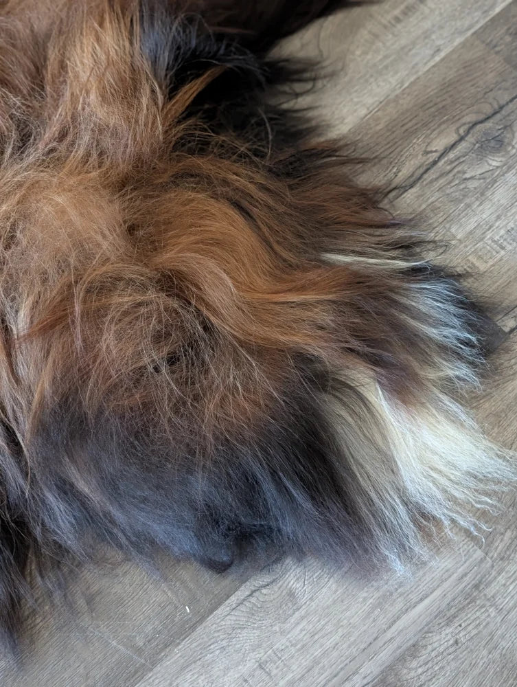 A plush multicolored icelandic sheepskin rug in natural dark rusty tones with brown black and white wool on wooden floor