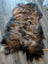 A plush tri color icelandic sheepskin rug in dark rusty tones made from natural wool icelandic fibers