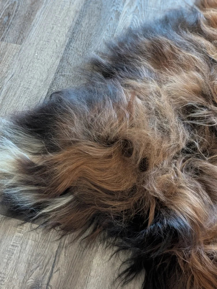 A plush multicolored icelandic sheepskin rug with dark brown black and tan wool icelandic strands on a wooden floor