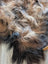 A plush multicolored wool icelandic sheepskin rug in dark rusty brown black and tan perfect for cozy fall vibes