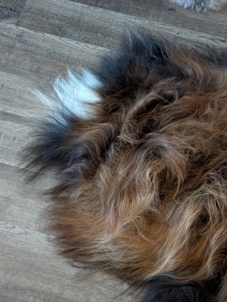 A fluffy tri-color dog lies on a 59 x 33 inch massive natural dark rusty icelandic sheepskin featuring wool icelandic fibers