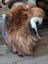 A plush 57 x 38 inch icelandic sheepskin with multicolored brown black and white wool icelandic fur perfect for fall