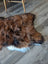A plush irregular shaped icelandic sheepskin rug in dark rusty brown black with a white underbelly lying on the floor