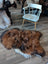 Brown and black fluffy wool icelandic sheepskin rug with a white border in natural dark rusty colors