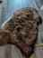 A plush multicolored icelandic sheepskin rug with natural brown and black wool icelandic fur texture 57 x 38 inches
