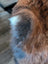 A rich brown plush faux-fur coat with wool icelandic texture and subtle gray and white edges perfect for fall wear