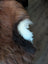 A fluffy tri-colored dog tail on the back side of a fall14 57 x 38 massive natural dark rusty icelandic sheepskin