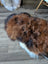 A plush tri-color icelandic sheepskin rug in natural dark rusty brown black and white with soft wool texture