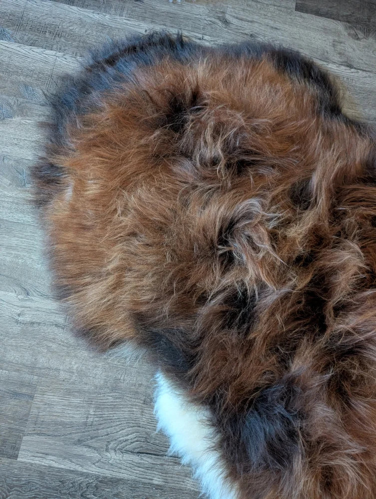 A plush tri color icelandic sheepskin rug in rich brown black and white wool icelandic perfect for cozy decor