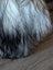 A fluffy dog paw with black and white fur resting on a wooden floor next to a wool icelandic fall sheepskin rug