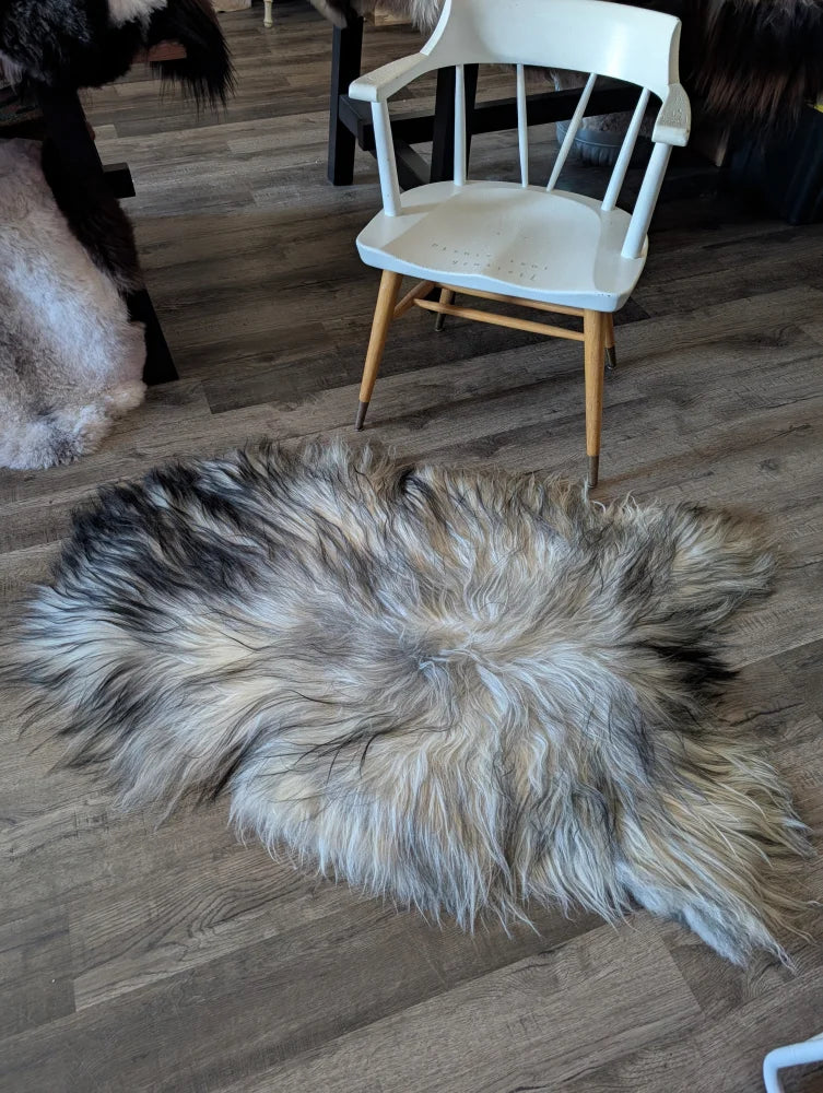 A massive 57 by 37 inch fall3 icelandic sheepskin rug with natural grey long wool icelandic fur on wooden floor