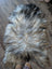 A plush naturally colored long wool icelandic sheepskin rug with black gray and cream fur 57 by 37 inches