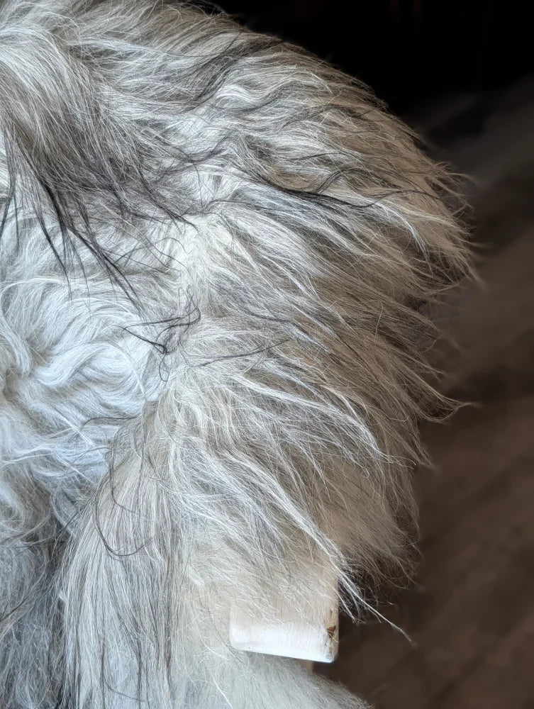 A fluffy long wool icelandic dog with gray and white fur wears a collar tag on a massive natural grey sheepskin rug