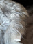 A fluffy long wool icelandic dog with gray and white fur wears a collar tag on a massive natural grey sheepskin rug