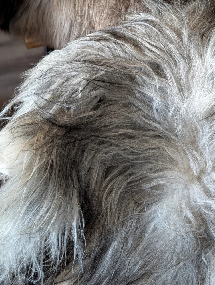 A plush long wool icelandic gray and white faux fur throw blanket with soft shaggy texture perfect for cozying up