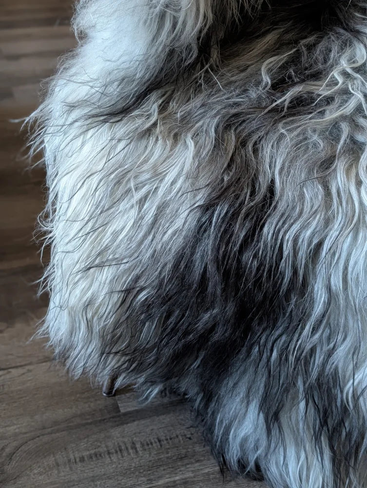 A massive 58 by 40 inch plush long wool icelandic sheepskin rug with gradient white to dark gray fur