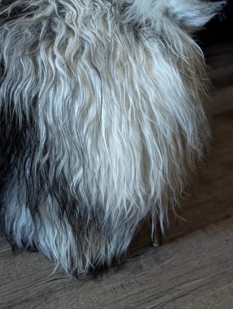 A fluffy long wool icelandic dog with white and gray fur standing on a wooden floor next to a natural grey sheepskin