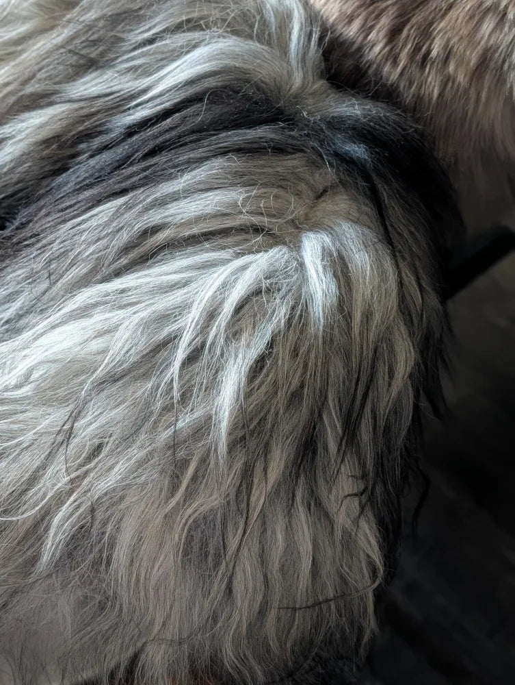 A fluffy long-haired dog with silver and black fur resting on a massive 58x40 wool icelandic natural grey sheepskin