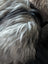 A fluffy long-haired dog with silver and black fur resting on a massive 58x40 wool icelandic natural grey sheepskin