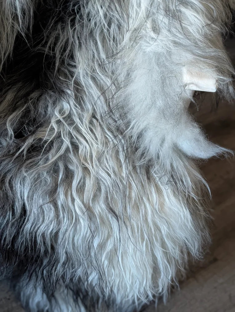 Thick curly wool icelandic sheepskin in natural grey with soft textured long wool perfect for cozy decor