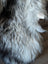 Thick curly wool icelandic sheepskin in natural grey with soft textured long wool perfect for cozy decor