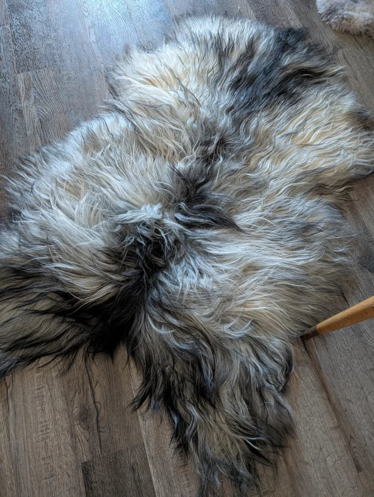 A plush fall4 58 x 40 inch massive icelandic natural grey sheepskin rug with long wool icelandic colors white gray and black