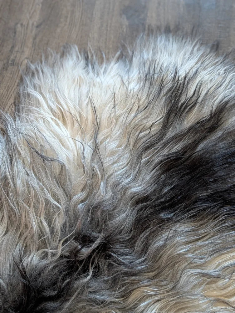 A massive icelandic sheepskin rug with long wool icelandic texture in creamy white to deep black gradient