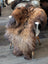 A plush long haired brown and black icelandic sheepskin rug draped over a white chair with wooden legs