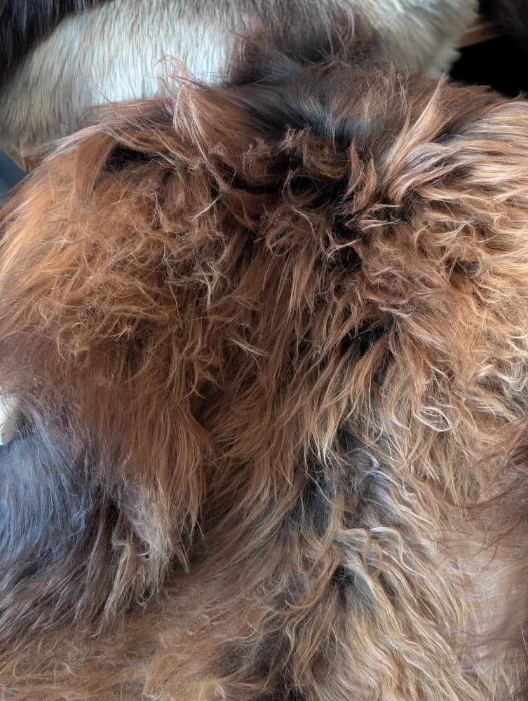 A fluffy long-haired dog with brown and black fur resting on a massive natural dark rusty icelandic sheepskin wool rug