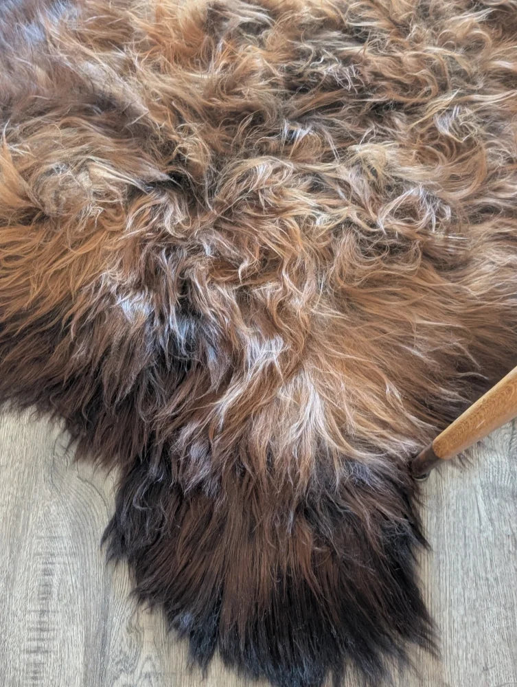 A plush 58 x 35 inch wool icelandic sheepskin rug with rich brown to black gradient natural dye fall colors