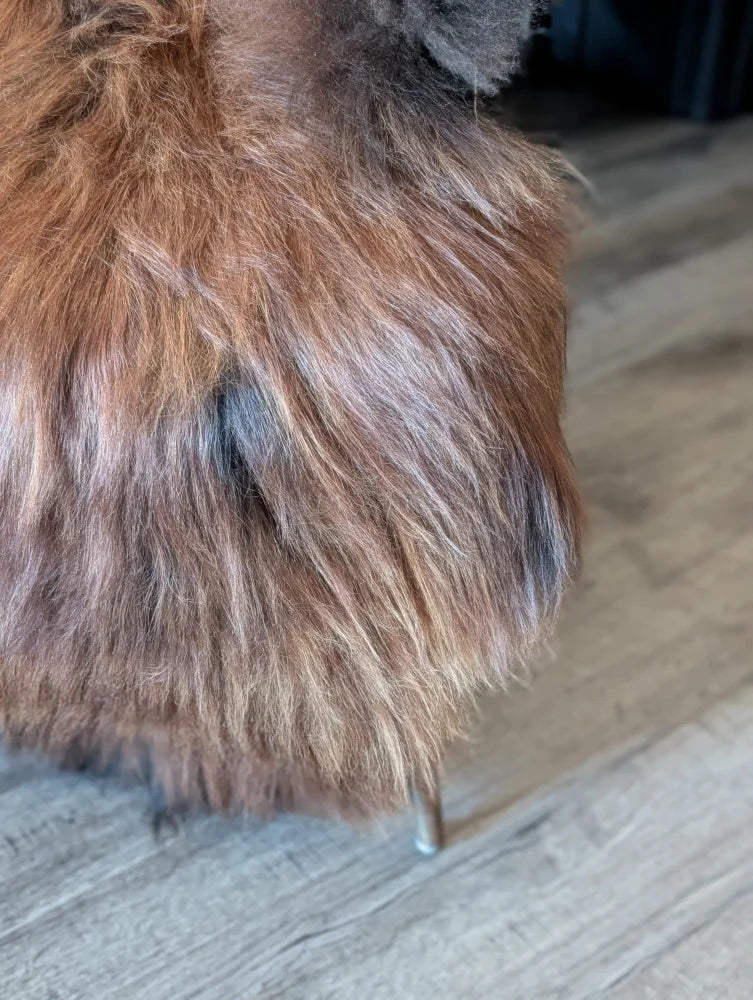 A fluffy brown and dark gray long-haired guinea pig resting on a massive natural dark rusty icelandic sheepskin rug