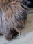 A plush stool with shaggy brown and gray icelandic sheepskin fur and a single metallic leg for cozy seating