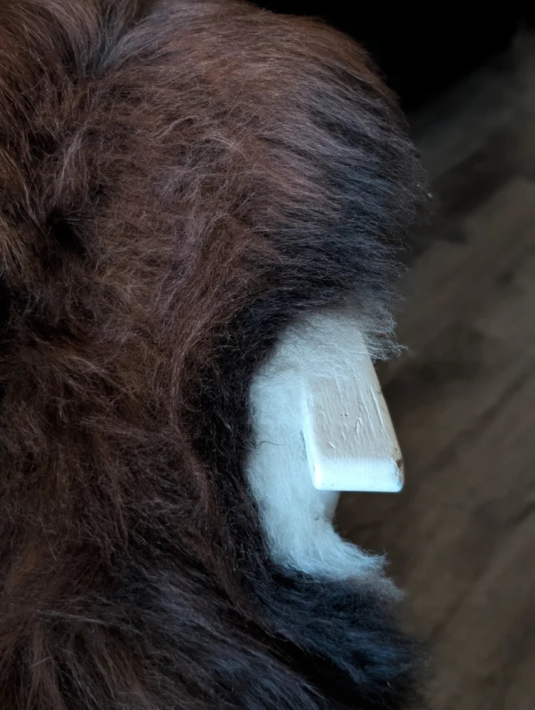 A white tooth shaped object nestled in dense dark rusty wool icelandic sheepskin with a textured surface