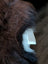 A white tooth shaped object nestled in dense dark rusty wool icelandic sheepskin with a textured surface