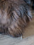 A fluffy cat sits on a massive natural dark rusty icelandic sheepskin perfect for cozy wool icelandic decor