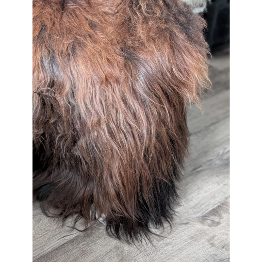 Brown fluffy dog fur pillow on 66x36 inch Angus Oliver Icelandic sheepskin rug