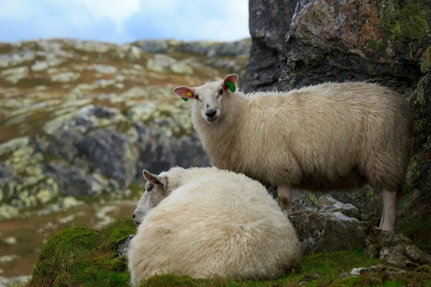 Discover the Beauty of British Sheepskins at Angus Oliver Luxury Sheepskins