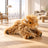 Wallace The Highland Cow Soft Toy