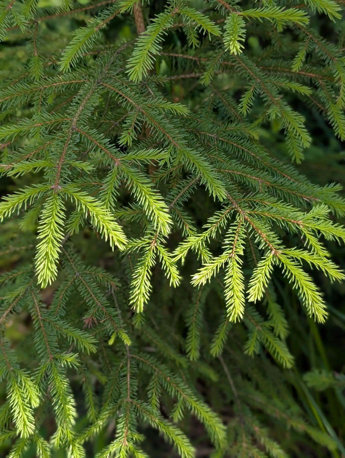 Fresh green pine needles with slender, pointed tips and a natural, textured appearance.
