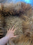 Golden fluffy faux fur sheepskin pet bed throw with brown accents