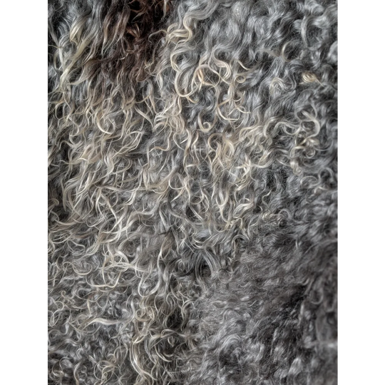 Curly gray wool Oliver Luxury Sheepskins Gotland sheepskin 52x31
